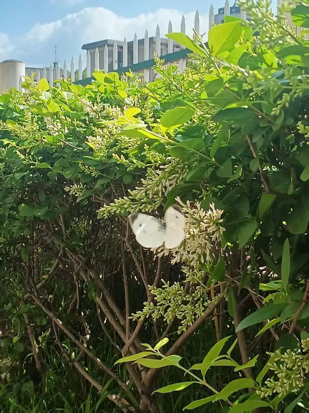 ͼƬ